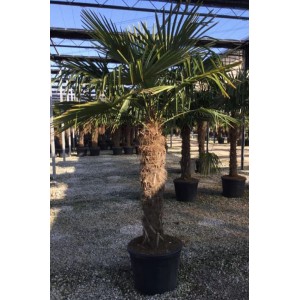 Trachycarpus fortunei in vaso, una palma robusta e sempreverde per il giardino.