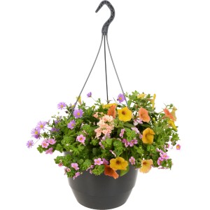 Cesto sospeso colorato Traumgarten Blütenfest, vaso di circa 27 cm, con Calibrachoa, Petunie, Verbena e Lobelia.