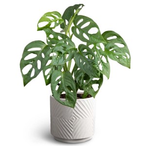 t.b.t. Pianta d'appartamento in vaso bianco, foglie verdi con fori.