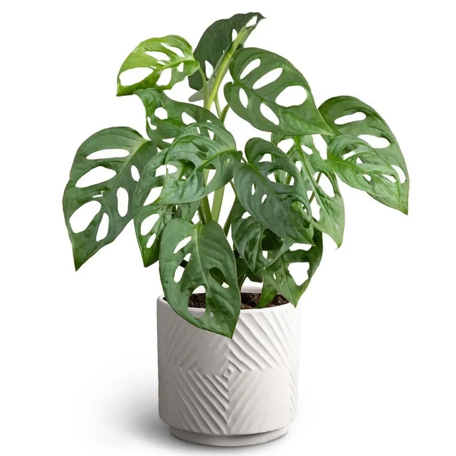 Monstera adansonii vaso 12 cm acquista da OBI