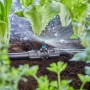 Irrigazione di aiuole con l'ugello a spruzzo Gardena 180°.