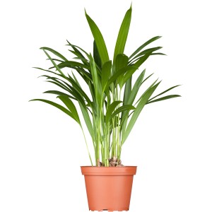 Palma Areca in vaso, pianta da interno verde per un tocco tropicale.