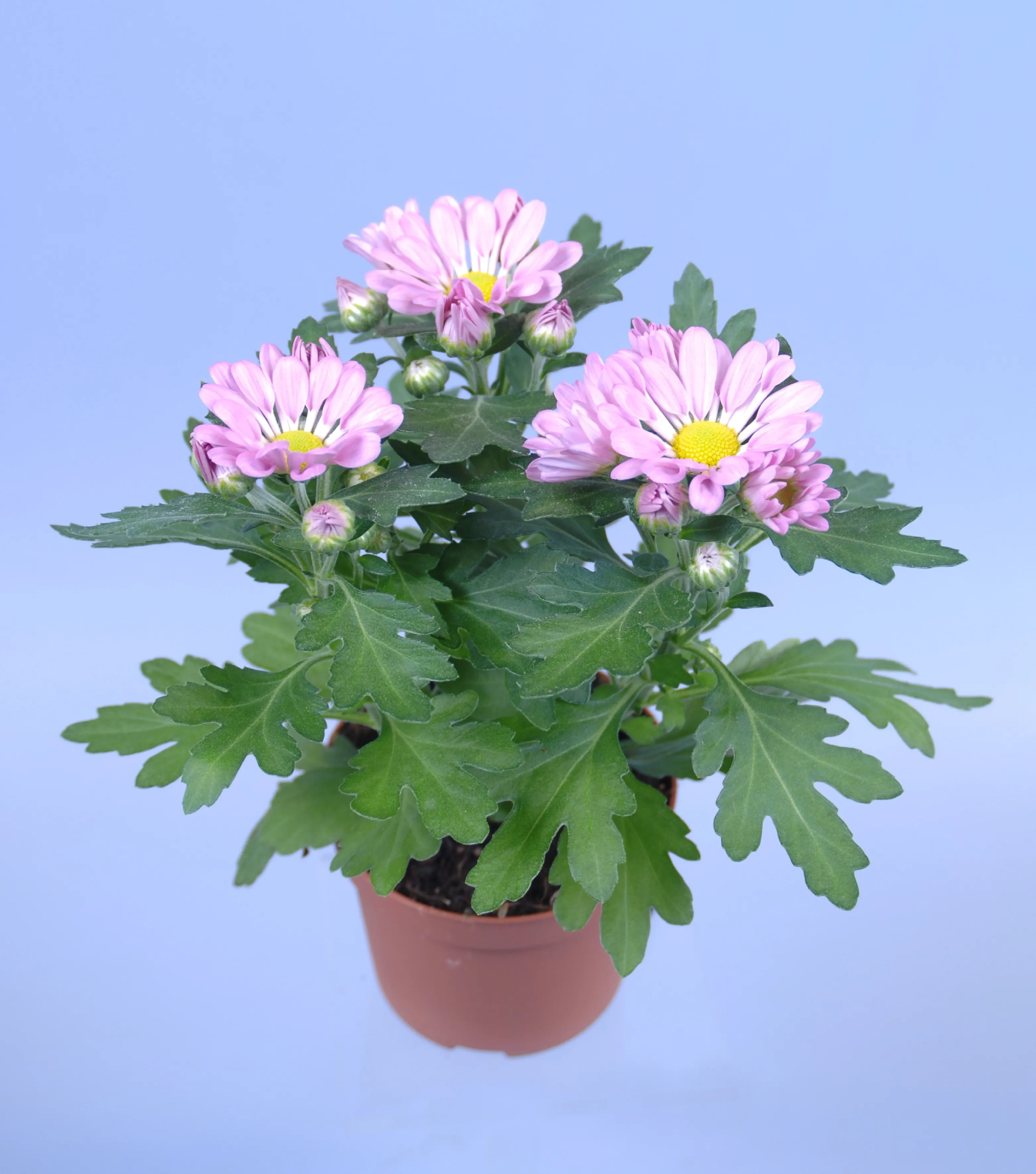 Hyacinthus Cm 12 - 3 Bulbi, Mix Di Colori - Foto 13