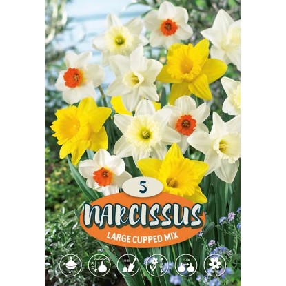 Narciso Grande-incoronato Misto