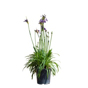 Pianta fiorita in vaso, fiori viola. Pianta decorativa per la tua casa.