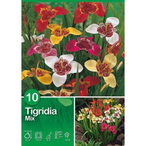 Mix Tigridia: bulbi da fiore estivi in vari colori per aiuole e vasi.