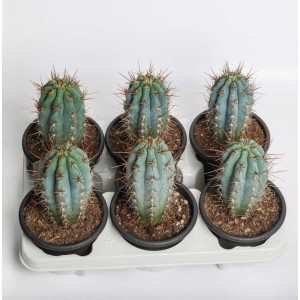 Browningia hertlingiana Cactus azzurro vaso Ø 13 cm