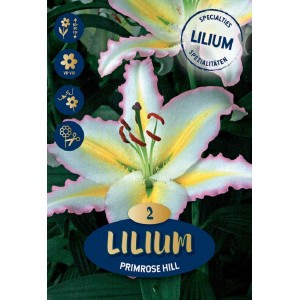 Gigli "Primrose Hill" giallo-bianchi: Fiore estivo bicolore, ideale da recidere.