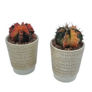 Due cactus colorati (t.b.t.) in vasi strutturati.