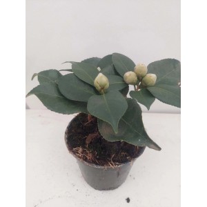 Piccola camelia (t.b.t.) in vaso con foglie verdi e boccioli.