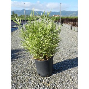 Bambù in vaso con foglie verdi e striate di bianco.