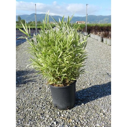 Bambusa nana `Variegatà - Bambù nano