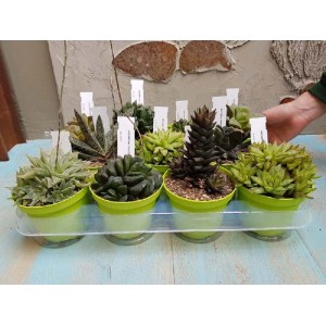 Diverse piante grasse in vasi verdi su un vassoio.