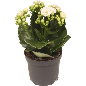 Calandiva bianca Flaming Katy in vaso, una pianta da appartamento fiorita.