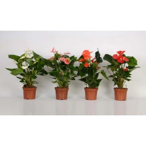 Anturium (t.b.t.) di vari colori in vaso.