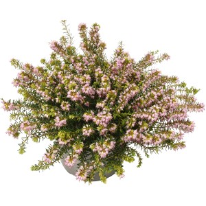 Erica invernale Darley Dale Rosa in vaso, alta circa 30 cm. Erica a fioritura invernale con fiori rosa chiaro.