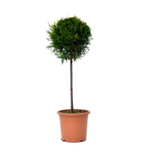 Cipresso di Leyland 'Castlewelland Gold' in vaso, ca. 65 cm di altezza, arte topiaria, sempreverde.