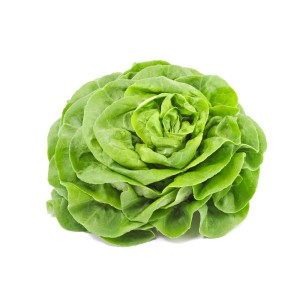 Lattuga cappuccio fresca e verde (Ortaggio da foglia).