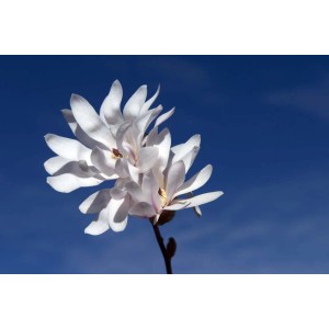 Primo piano: Magnolia bianca fiorita su sfondo di cielo blu.