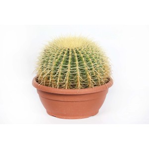 Cactus rotondo verde (t.b.t.) con spine gialle in vaso marrone.