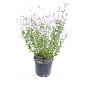 Arbusto t.b.t. con delicati fiori rosa in vaso.