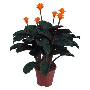 Calathea Crocata in vaso, foglie verde scuro e fiori arancioni.