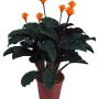 Calathea Crocata in vaso, foglie verde scuro e fiori arancioni.