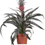 GROW by OBI pianta di ananas 'Candido' in vaso, pianta fiorita decorativa con frutto.