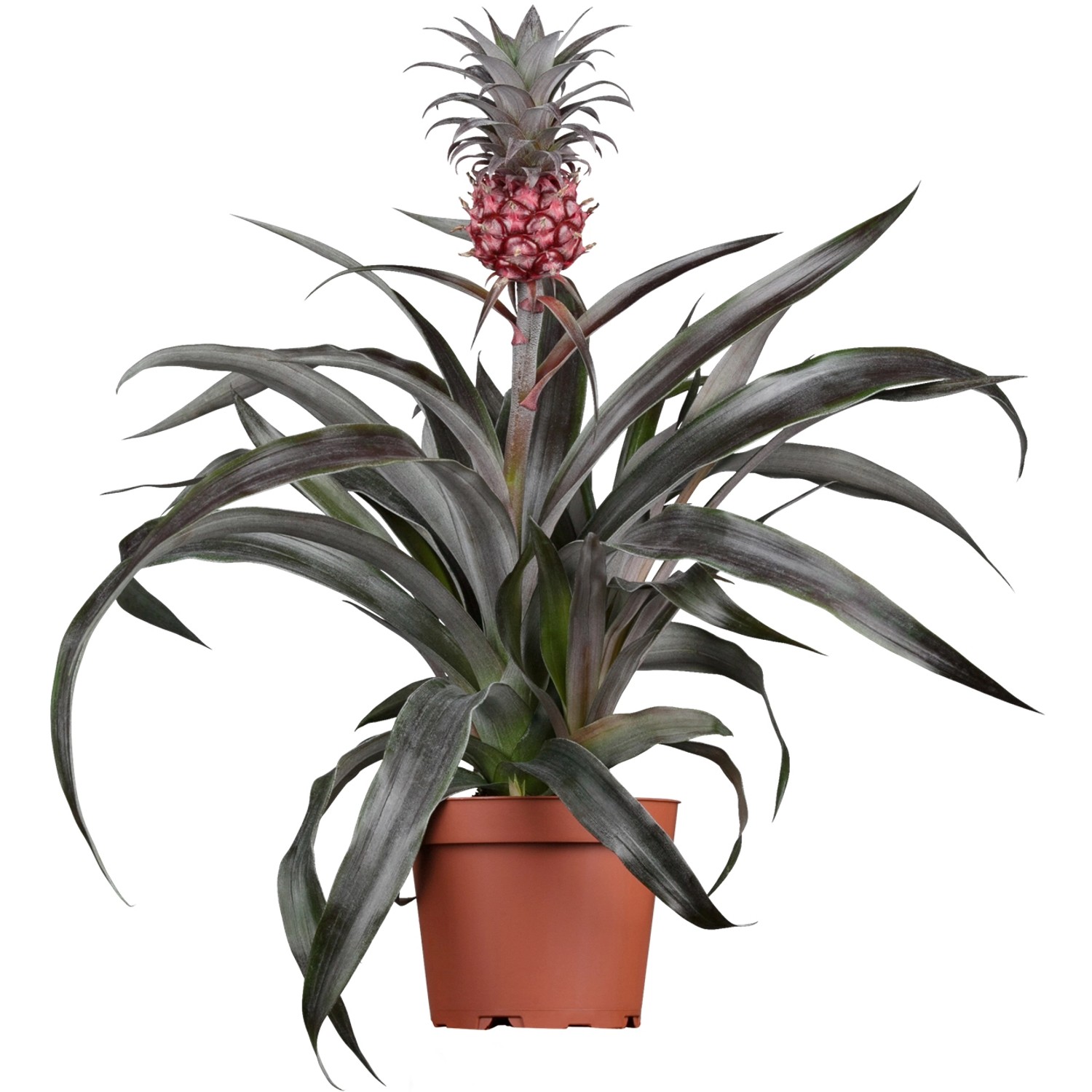 GROW by OBI pianta di ananas 'Candido' in vaso, pianta fiorita decorativa con frutto.