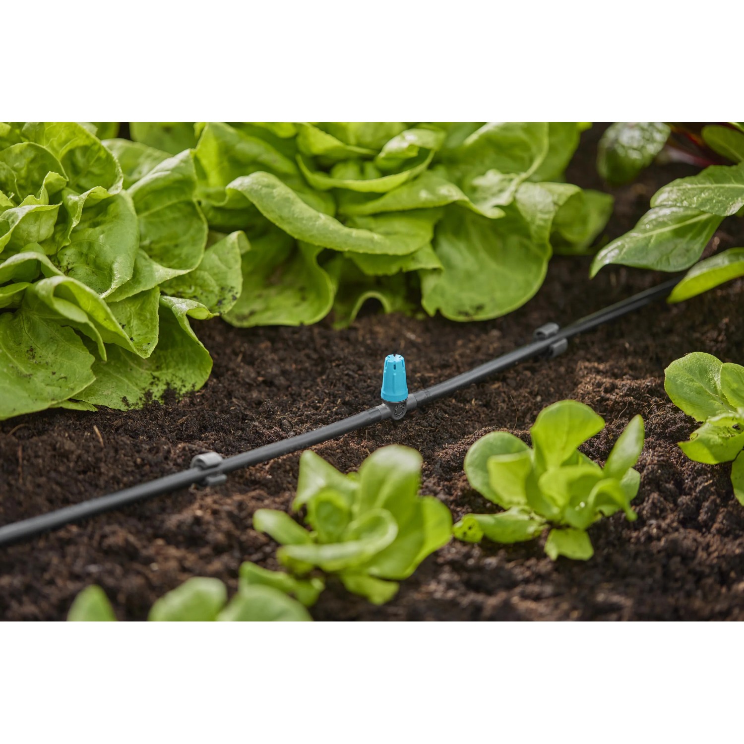 Irrigazione con gocciolatore t.b.t. nell'aiuola. Raccordi irrigazione per irrigazione del giardino.