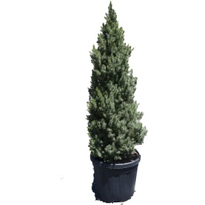 Conifera t.b.t. verde e slanciata in vaso per giardino o terrazzo.