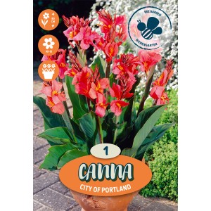 Canna City of Portland rosa in vaso, fiore estivo per aiuole e bordure.