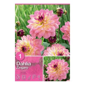 Dalia rosa Zingaro Rosa, fioritura estiva per aiuole e bordure.