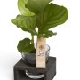 Pianta da interno verde t.b.t. in vetro su base di legno.