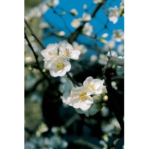 Fiori dell'albero da frutto t.b.t. con fiori bianchi su sfondo di cielo blu.