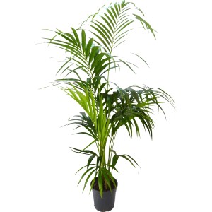 Palma t.b.t. verde in vaso per interni.
