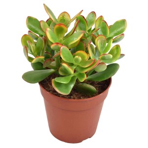 Piccola pianta grassa verde in vaso marrone. Pianta d'appartamento decorativa.