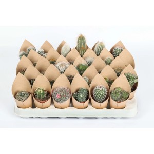 Molti piccoli cactus in involucri di carta marrone su un vassoio.