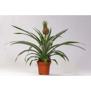 Ananas Vaso 9 cm