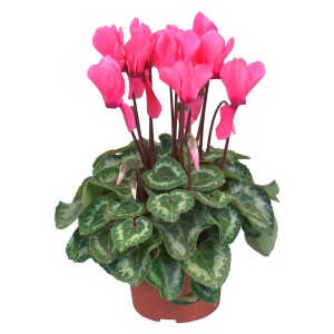 Ciclamino rosa "Midi" in vaso marrone, diametro circa 10,5 cm.