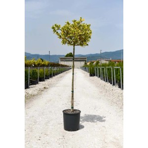 Albero di Agrifoglio in vaso. Fogliame variegato giallo-oro. Ideale per giardino e terrazza.