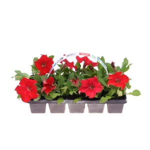 Petunie rosse in vassoio di semina, piante fiorite per aiuole e balconi.