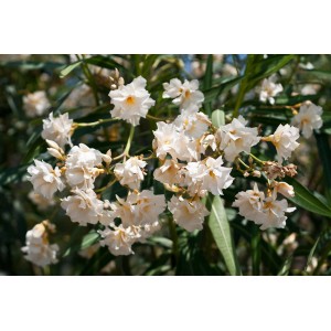 Arbusto in fiore con fiori bianchi.