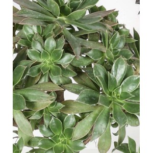 Succulenta verde t.b.t., un'attraente specie di cactus per la tua casa.