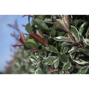 Primo piano di una Photinia con foglie verdi e marrone-rossiccio.