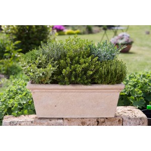 Mix di arbusti Hebe in vaso, varietà assortite in fioriera beige su muro in giardino.
