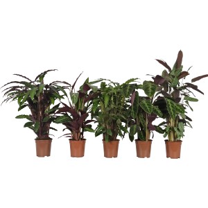 Mix di Calathea in vaso, varie piante d'appartamento con motivi fogliari sorprendenti.