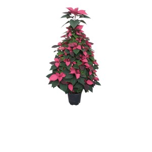 Stella di Natale decorativa rossa e verde in vaso.