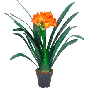 Klivia (Clivia miniata) in vaso, fiori arancioni e foglie verdi. Pianta da interno fiorita di GROW by OBI.