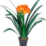 Klivia (Clivia miniata) in vaso, fiori arancioni e foglie verdi. Pianta da interno fiorita di GROW by OBI.
